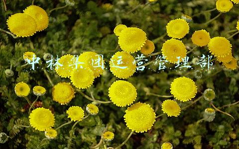 中林集团运营管理部