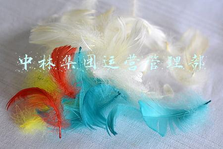 中林集团运营管理部
