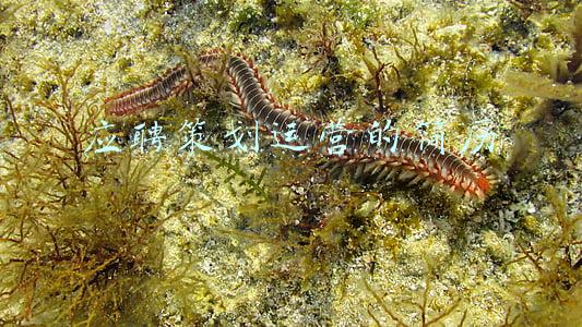策划岗位简历(策划经理工作经历简历范文)