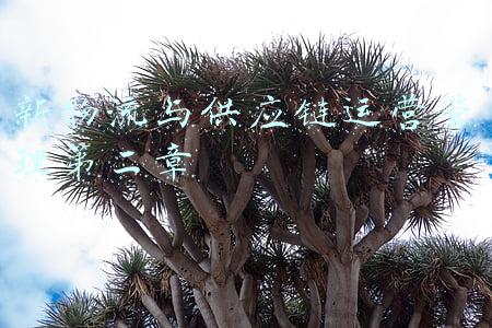 物流与供应链管理第二版课后题答案孙国华(董明珠自称“决策没有错过”格力手机和银隆新能源两个项目如今怎样？)