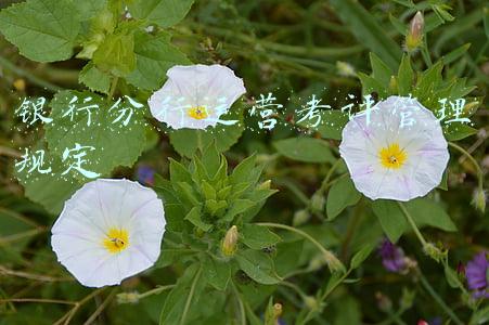 银行部门员工考核管理办法(「节用裕民系列专题三」中国人民银行分支机构预算支出绩效管理及效果研究)