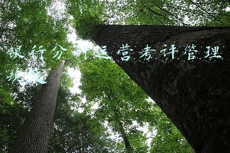 银行分行运营考评管理规定