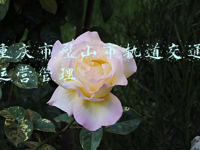重庆市璧山市轨道交通运营管理
