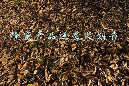 蜂蜜的创业计划书(一个农村小伙子在蜂蜜行业的创业故事（真实经历）)
