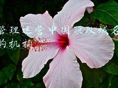 全球通用顶级域名注册管理机构(明年将面向全球再次开放申请，国际通用顶级域名价值几何？)