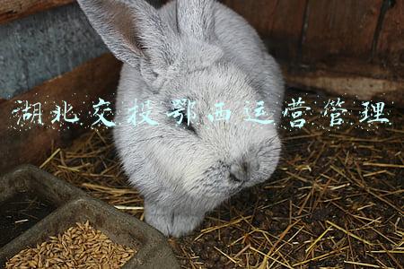 湖北省交投鄂东公司(15分钟搬走倒在高速上的树木 鄂东高速与风雨“赛跑”)