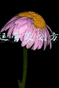 IP运营策划方案
