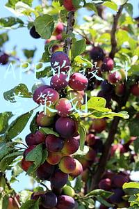帮助盲人的app(用眼睛也能打字！首批网站和APP通过适老化及无障碍评测)