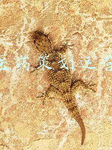 医药策划运营