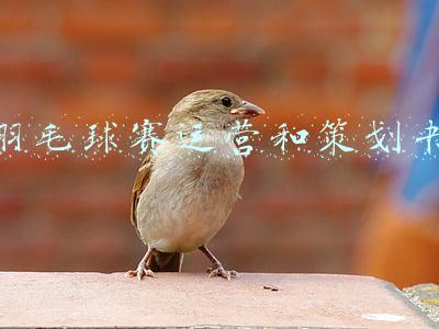 羽毛球赛运营和策划书