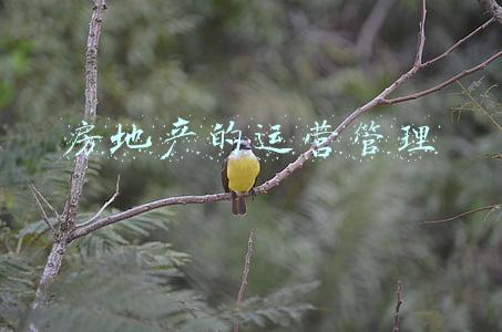 房地产的运营管理有哪些工作(房地产项目运营管理的真正内涵)