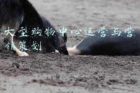 大型购物中心运营与营销策划