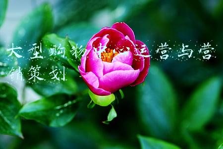 大型购物中心运营与营销策划