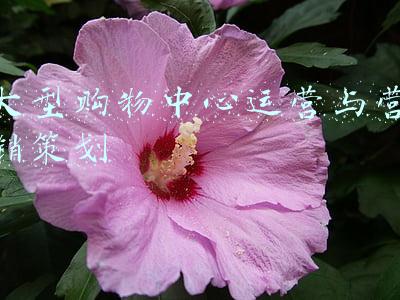 深圳大型购物中心(3分钟速览深圳15+Mall)