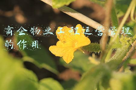 商企物业工程运营管理的作用