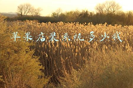 去苹果店刷机要多少钱(苹果刷机要多少钱)