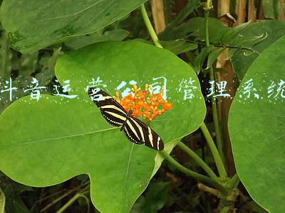 抖音平台管理(媒体：微信、支付宝、抖音等APP或将按超级平台管理)