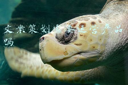 文案策划需要运营产品吗