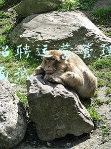 医院招聘运营管理人员如何面试