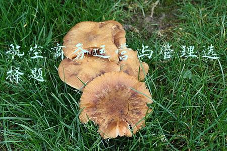 管理学春秋航空思考题(开启执掌第五家央企，“中国摩根”宁高宁的职业三部曲)