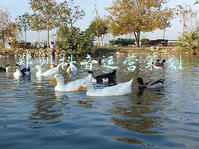 郑州抖音运营策划