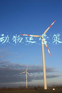 保护野生动物策划书(我国确定生物多样性保护目标 大熊猫等珍稀动物将野化放归)