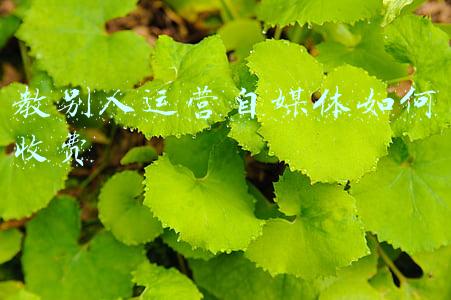 教别人运营自媒体如何收费