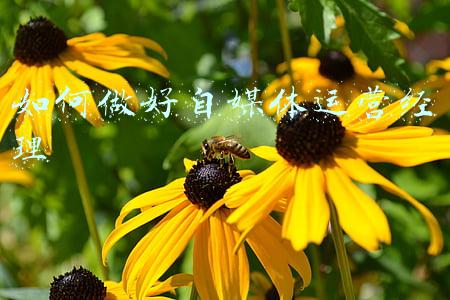 如何做好自媒体运营经理