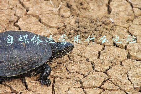 自媒体运营是干啥的(自媒体运营主要做些什么？)