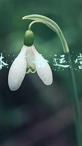 自媒体广告运营方案