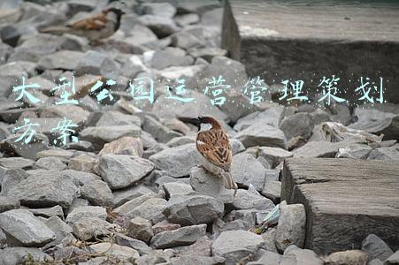 大型公园运营管理策划方案