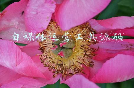 自媒体多平台管理工具(新媒体管家停服1年了，你找到替代它的自媒体一键发布工具了吗？)