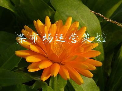 菜市场互联网运营管理方案(智慧菜场：学会运用互联网思路，赋能农贸市场管理)