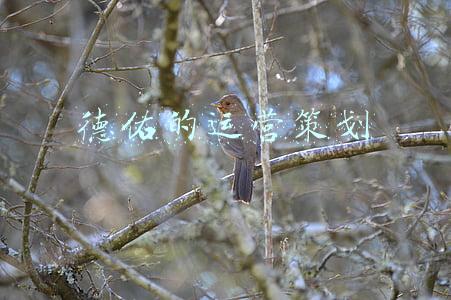 德佑(德祐加盟店“乱象”：合肥一公司因不良经营行为被通报 违规销售、闯同行公司阻扰签约均曾发生)