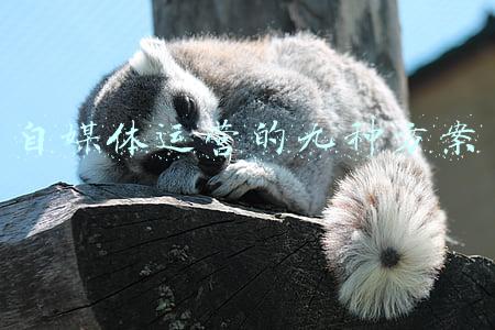 自媒体运营的九种方案