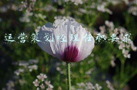 运营策划经理任职要求