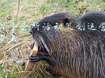 月子会所活动策划运营方案
