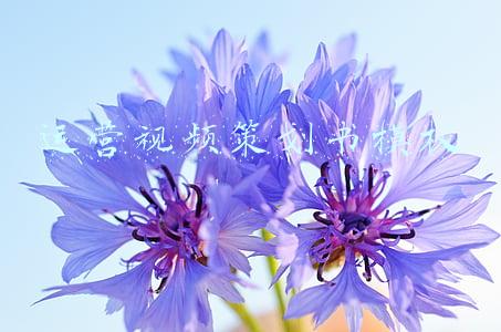 视频营销策划书(短视频营销：核心价值不改，中长期增长动力可期)