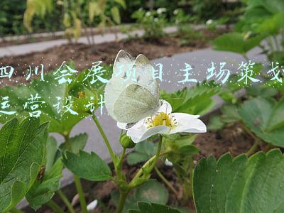会展策划的主要内容(会展策划岗位职责是什么？)
