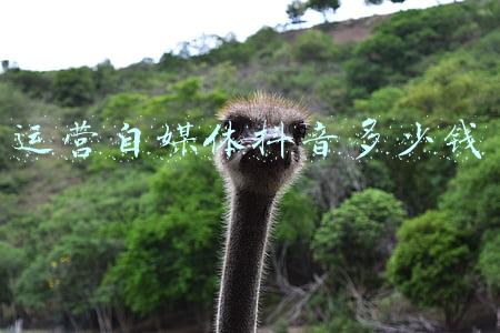 运营自媒体抖音多少钱