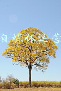 郑重自媒体运营计划