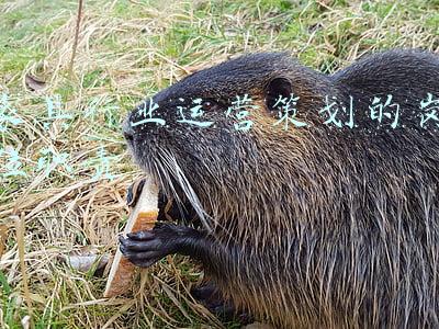家具行业运营策划的岗位职责