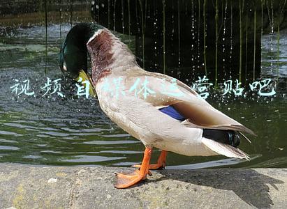 视频自媒体运营贴吧