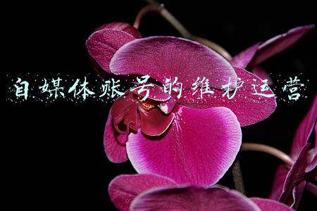 自媒体账号的维护运营