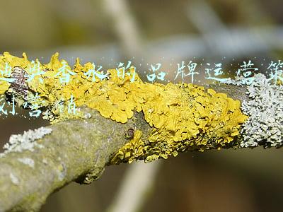 迪奥小姐香水价格(Miss Dior迪奥小姐香水派对，王珞丹、何穗等群星共襄香氛盛宴)