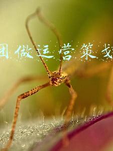 在美团做运营策划怎么样