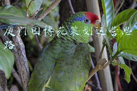 厦门园博苑策划运营思路