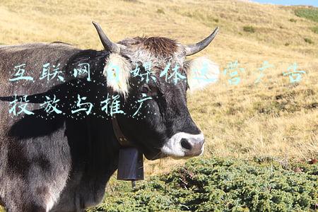 互联网自媒体运营广告投放与推广