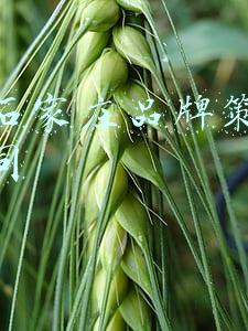 河北石家庄职称(最新通知！石家庄这类人群待遇、职称要这样变→)