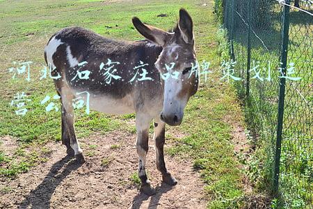 河北石家庄铸铝厂家(终于，有开发商在石家庄一环打造了“美学”豪宅丨利锋聊宅)